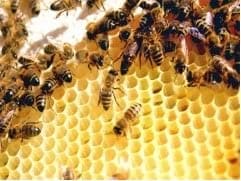 La miel, posible sustituta de aditivos