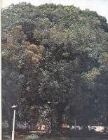 El Merecure, árbol emblemático del estado Apure