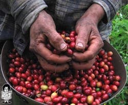 Venezuela pagó US$20,1 millones por café de Nicaragua