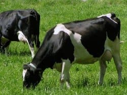 Vacas modificadas para producir leche humana