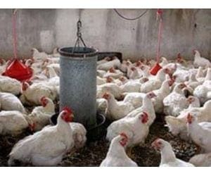 Crecen exportaciones uruguayas de carne aviar a Venezuela