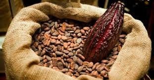 Cacao Venezolano se impone como el mejor del mundo