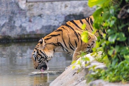 4 nuevos tigres asiáticos en el mundo empresarial