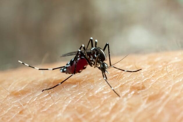 Dengue: Repunte de dengue en Venezuela y Sudamérica enciende las alarmas