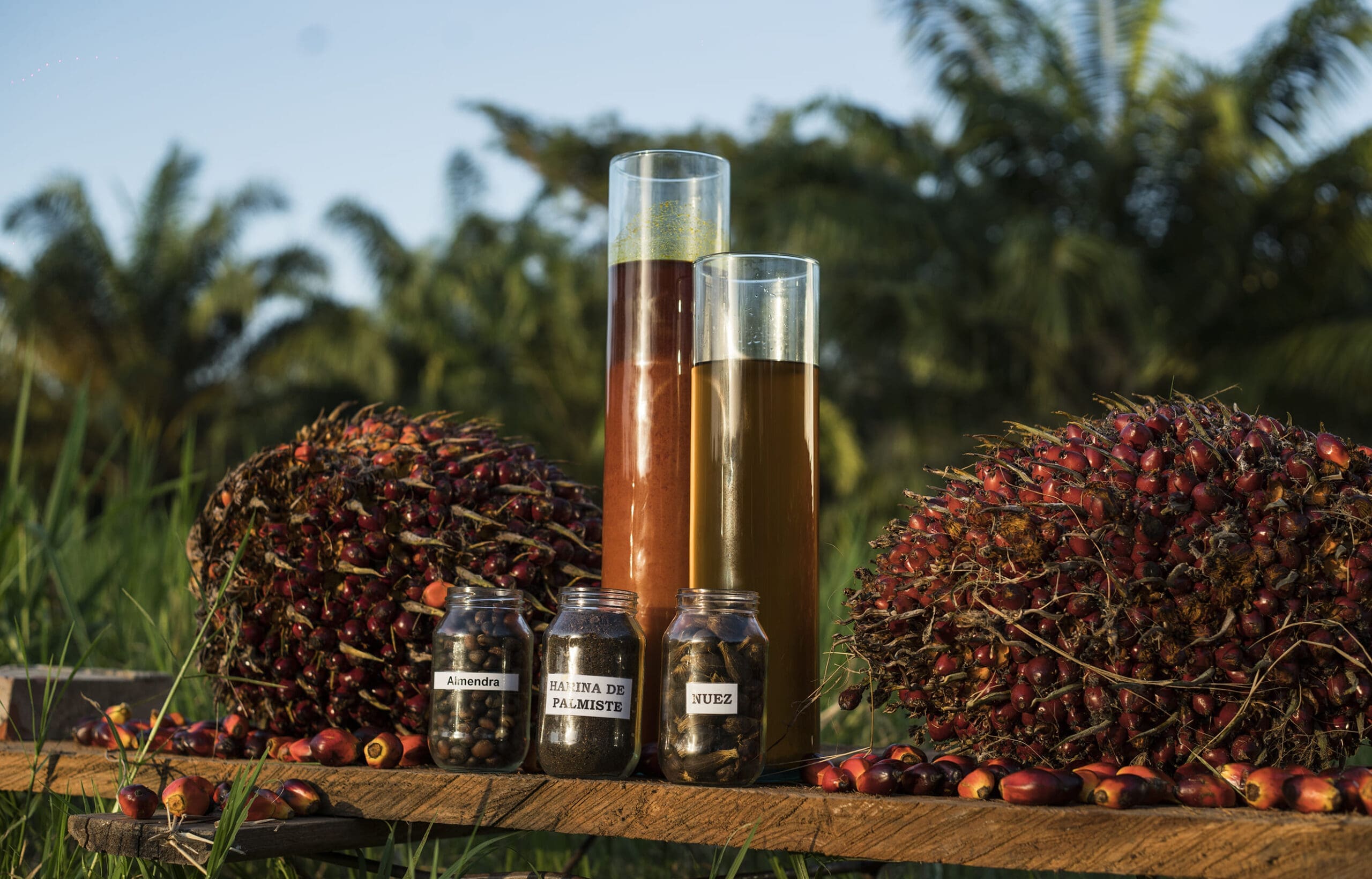 Producir aceite de palma tiene su ciencia